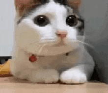 no cat gif